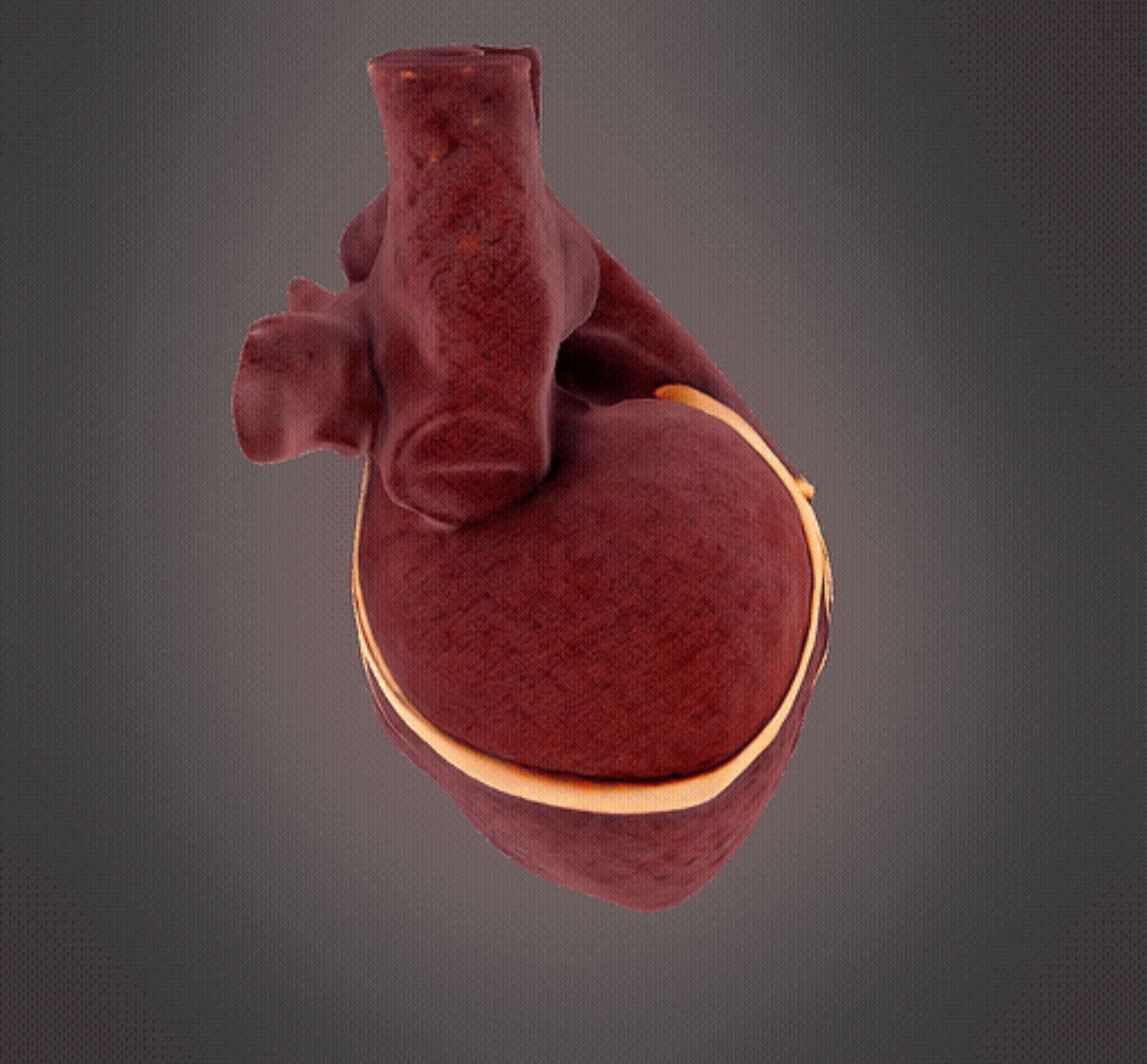 Human Heart model 3D print model_1