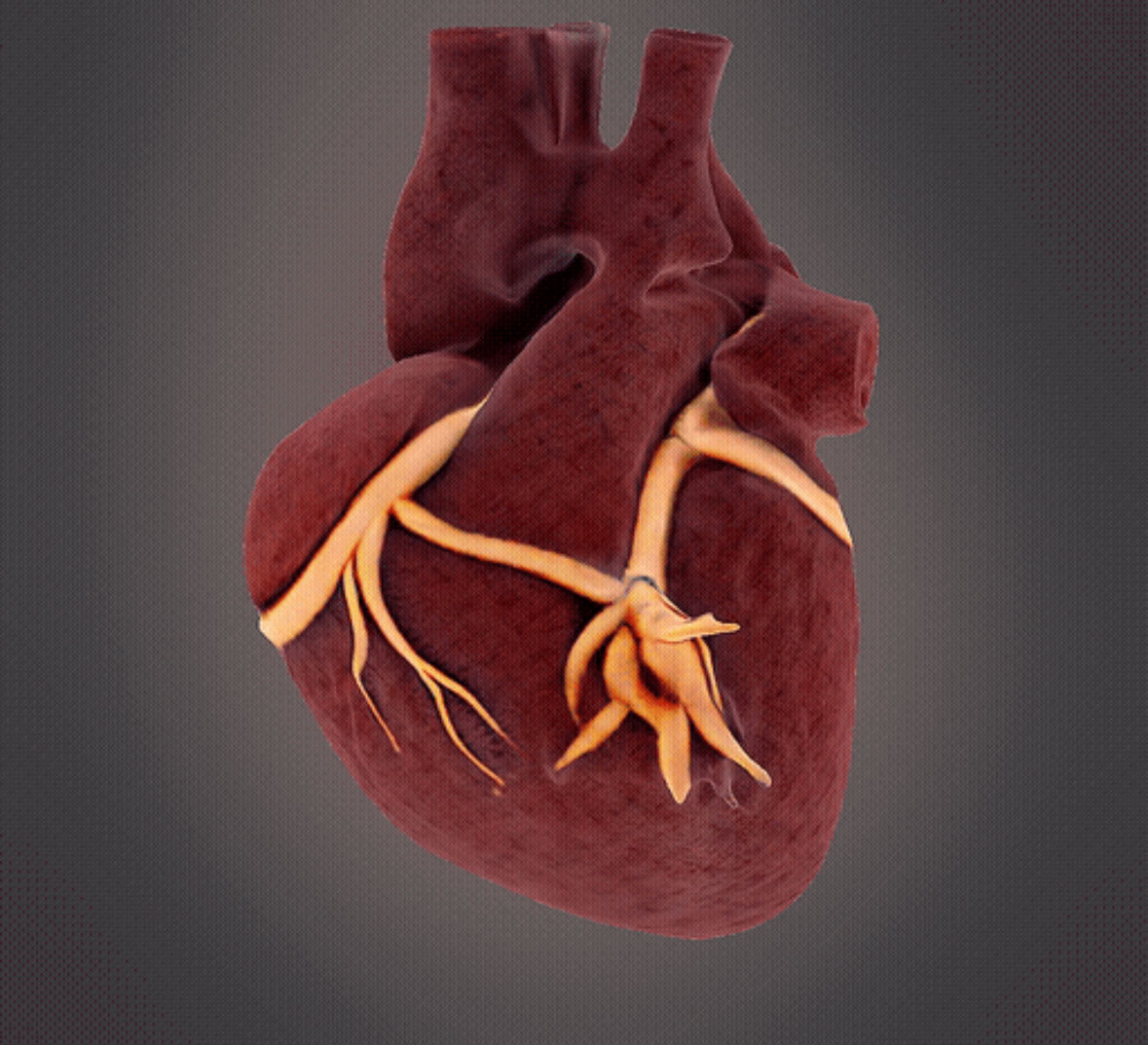 Human Heart model 3D print model_4