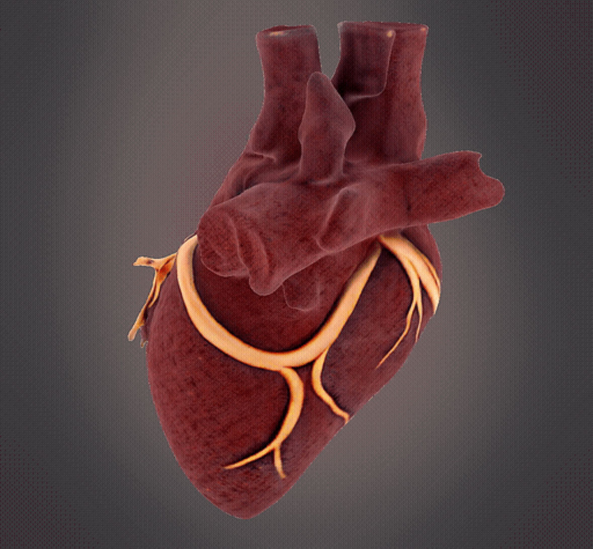 Human Heart model 3D print model_2