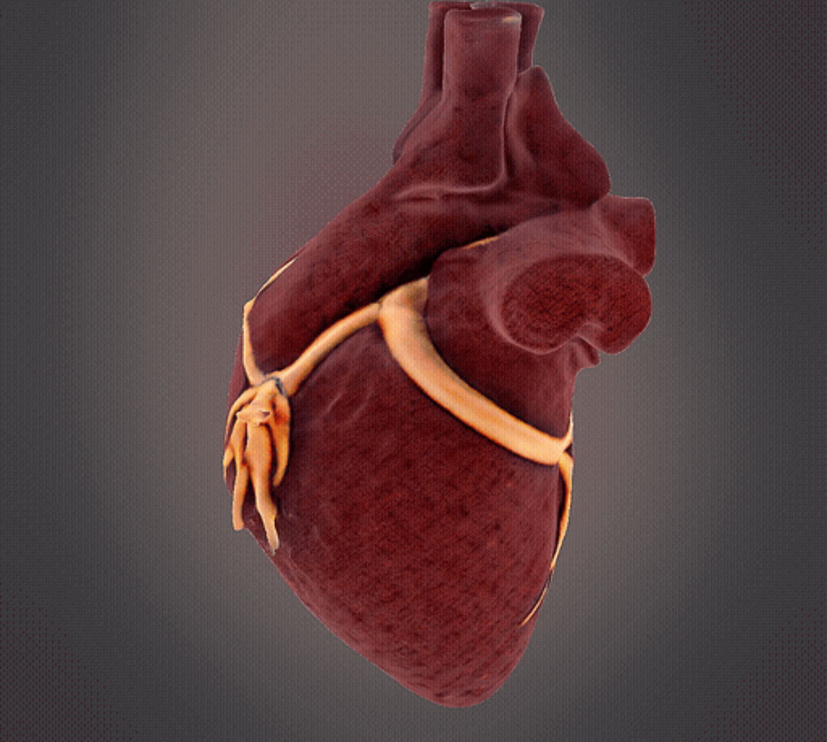 Human Heart model 3D print model_3