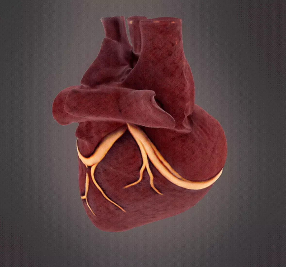 Human Heart model 3D print model_0