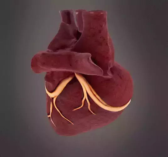 Human Heart model 3D print model