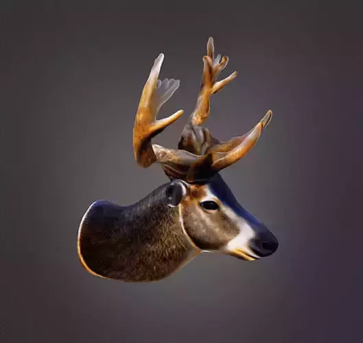 Buckhorn 3D print model