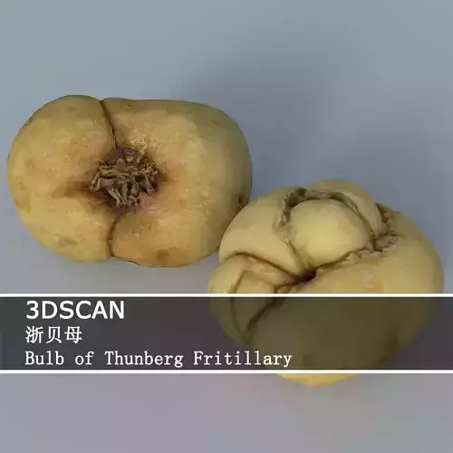 3DSCAN-Traditional Chinese Medicine-Bulb of Thunberg Fritillary Low-poly 3D model