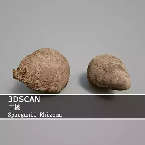 3DSCAN-Traditional Chinese Medicine-Sparganii Rhizoma