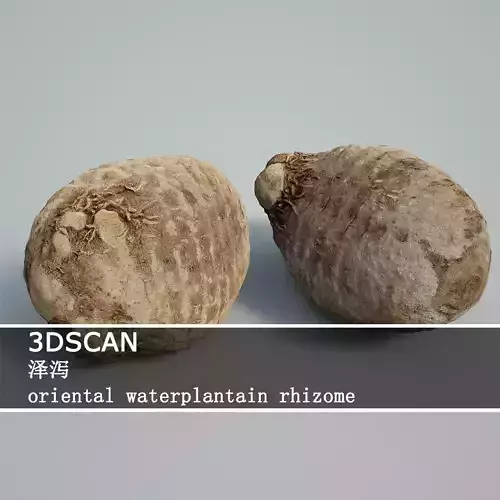 3DSCAN-Traditional Chinese Medicine-waterplantain rhizome