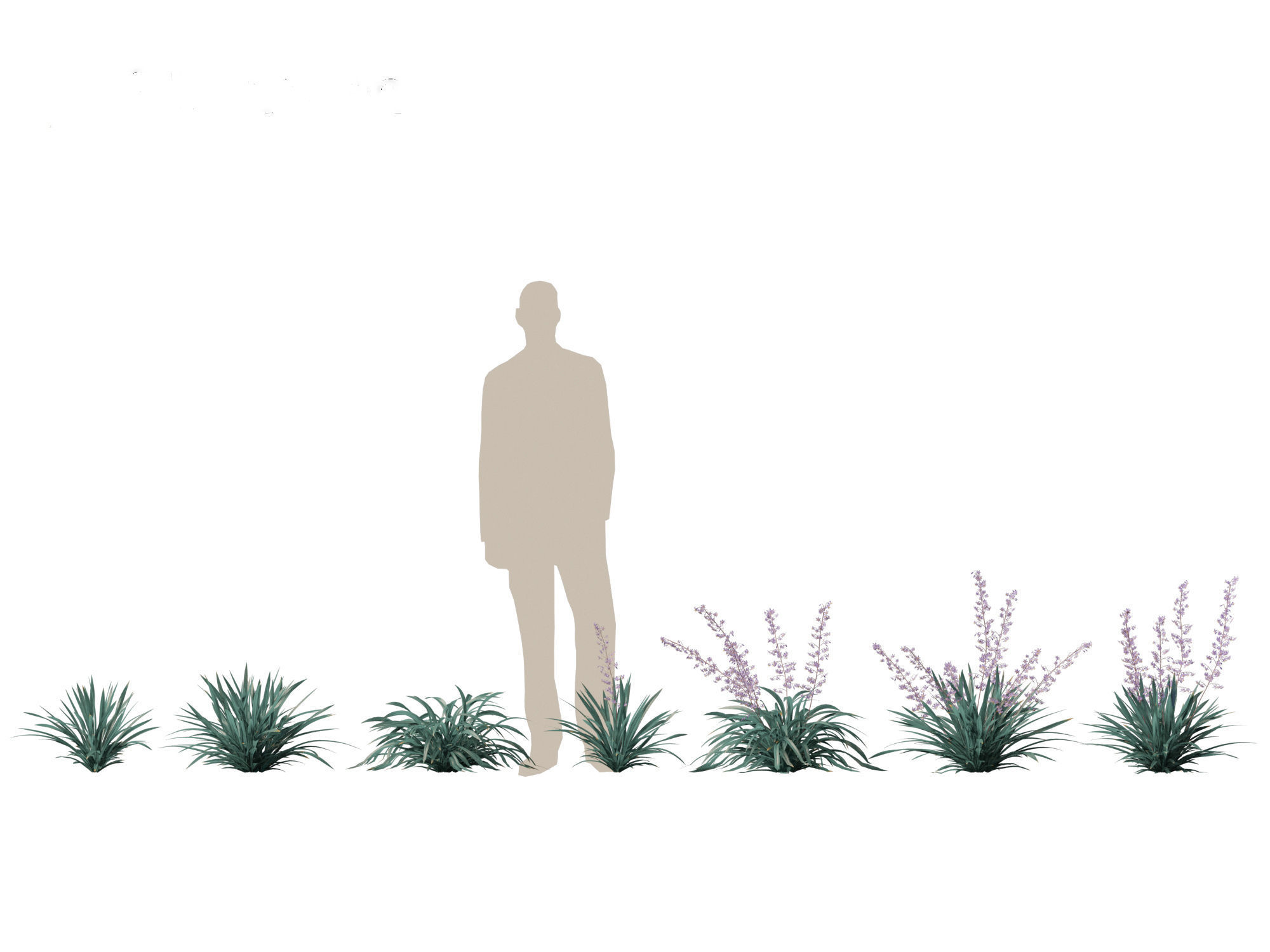 Dianella caerulea - Flax Lily  3D model_1