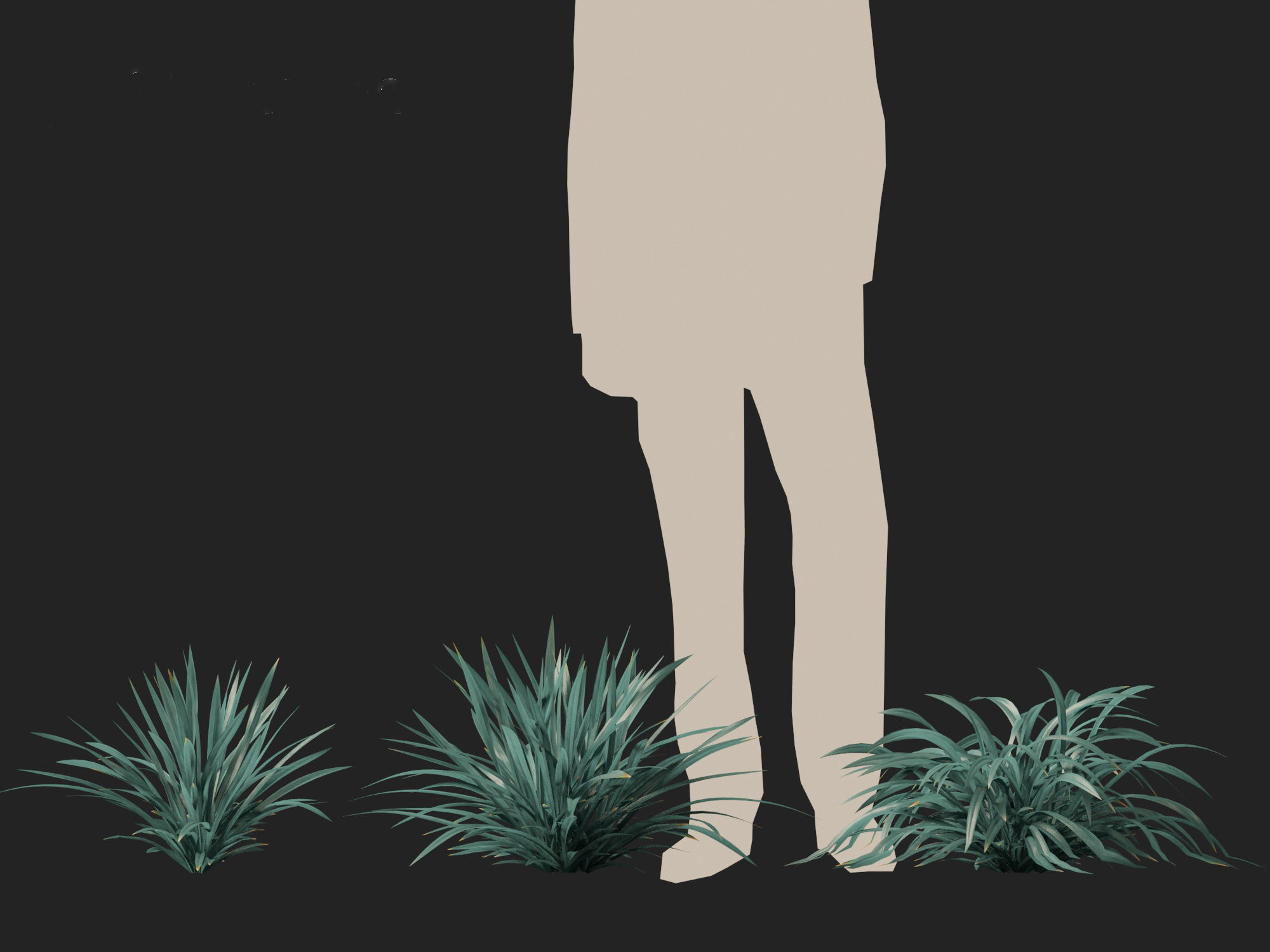 Dianella caerulea - Flax Lily  3D model_5