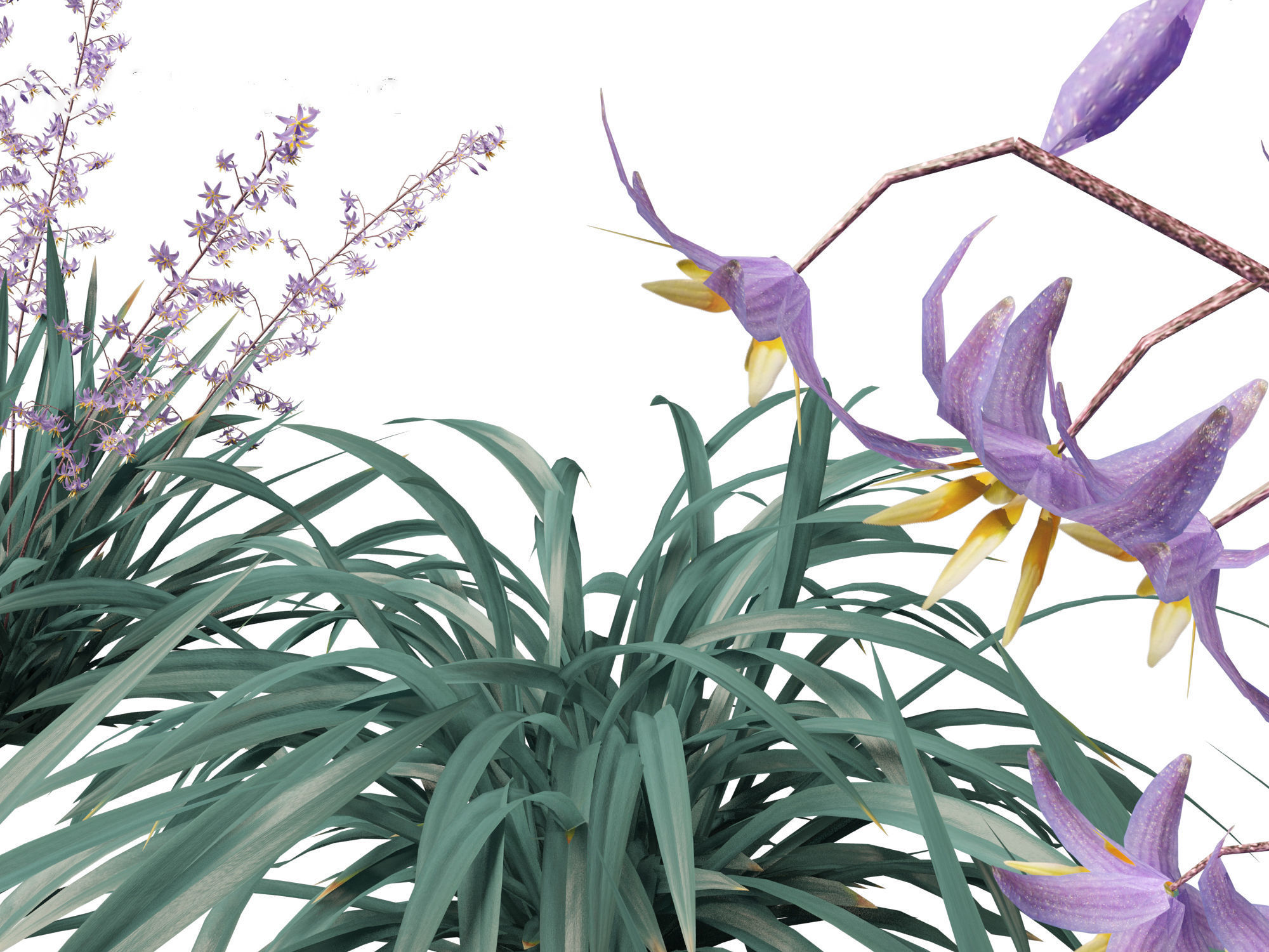 Dianella caerulea - Flax Lily  3D model_9