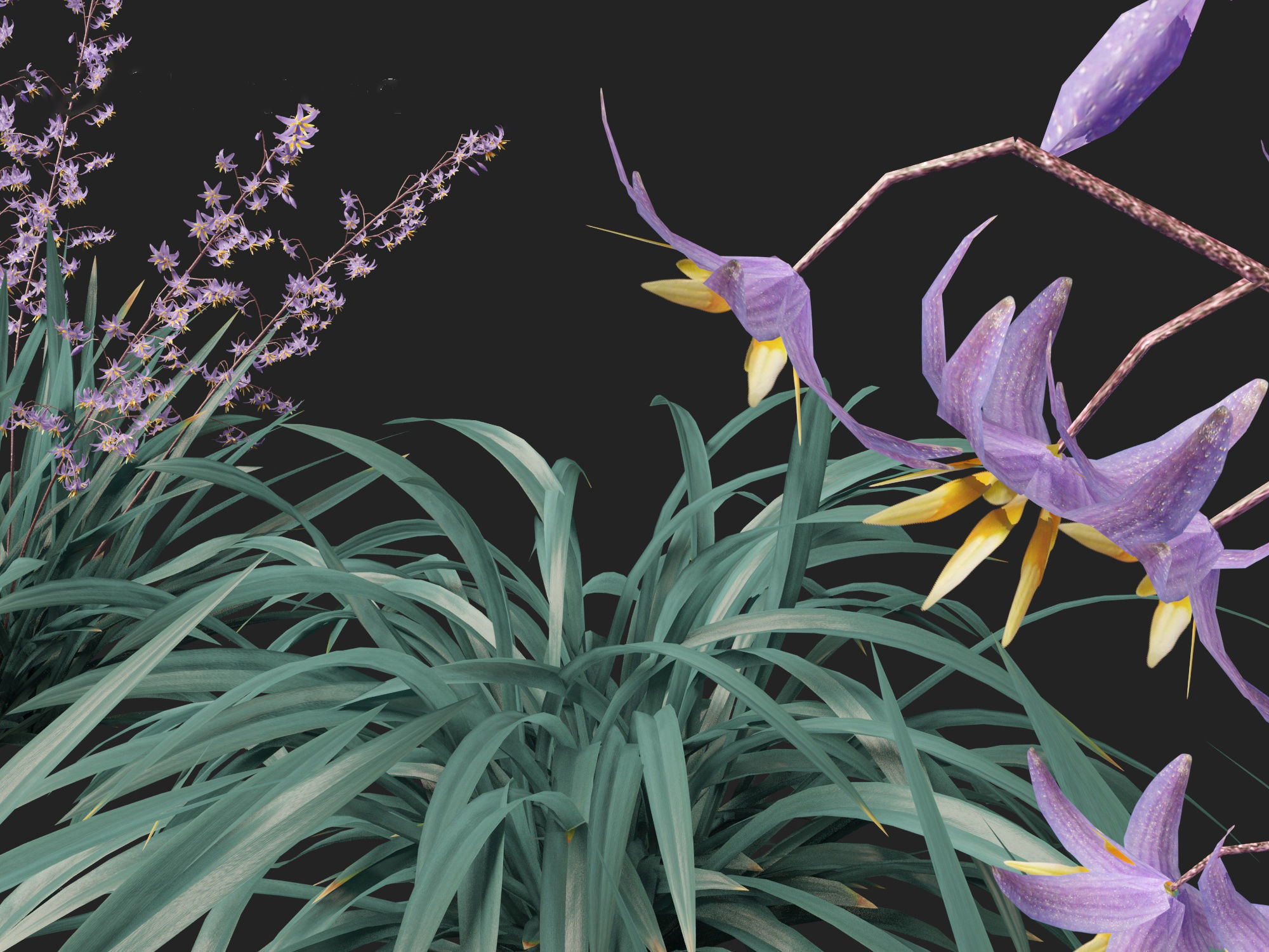 Dianella caerulea - Flax Lily  3D model_2