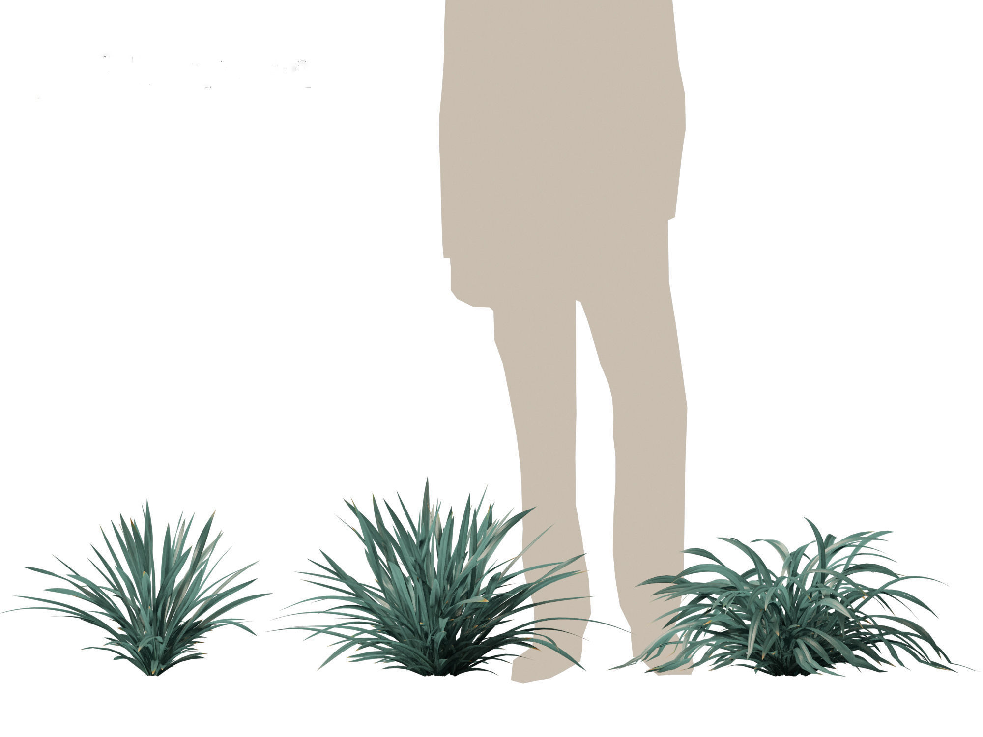 Dianella caerulea - Flax Lily  3D model_4