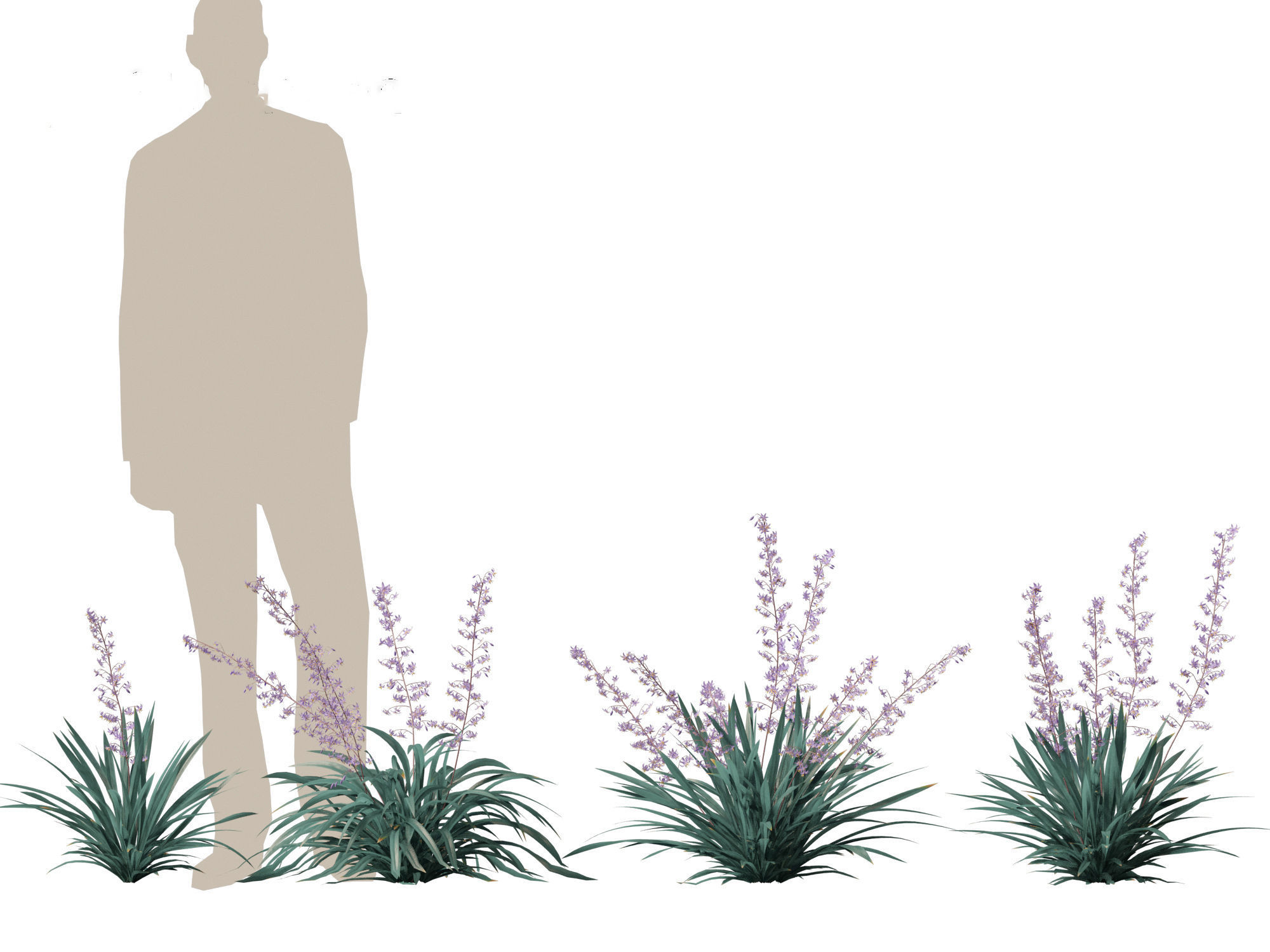 Dianella caerulea - Flax Lily  3D model_6