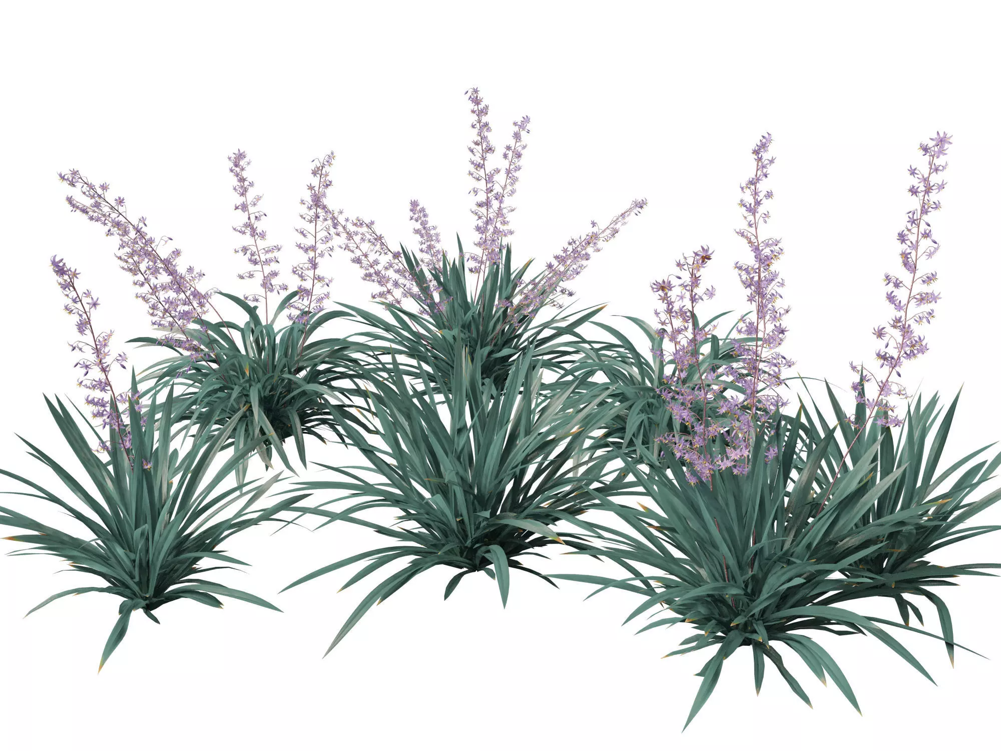 Dianella caerulea - Flax Lily  3D model_0