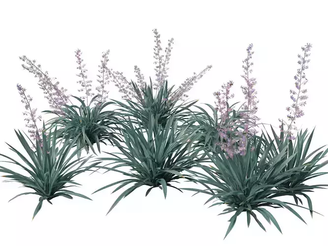 Dianella caerulea - Flax Lily  3D model