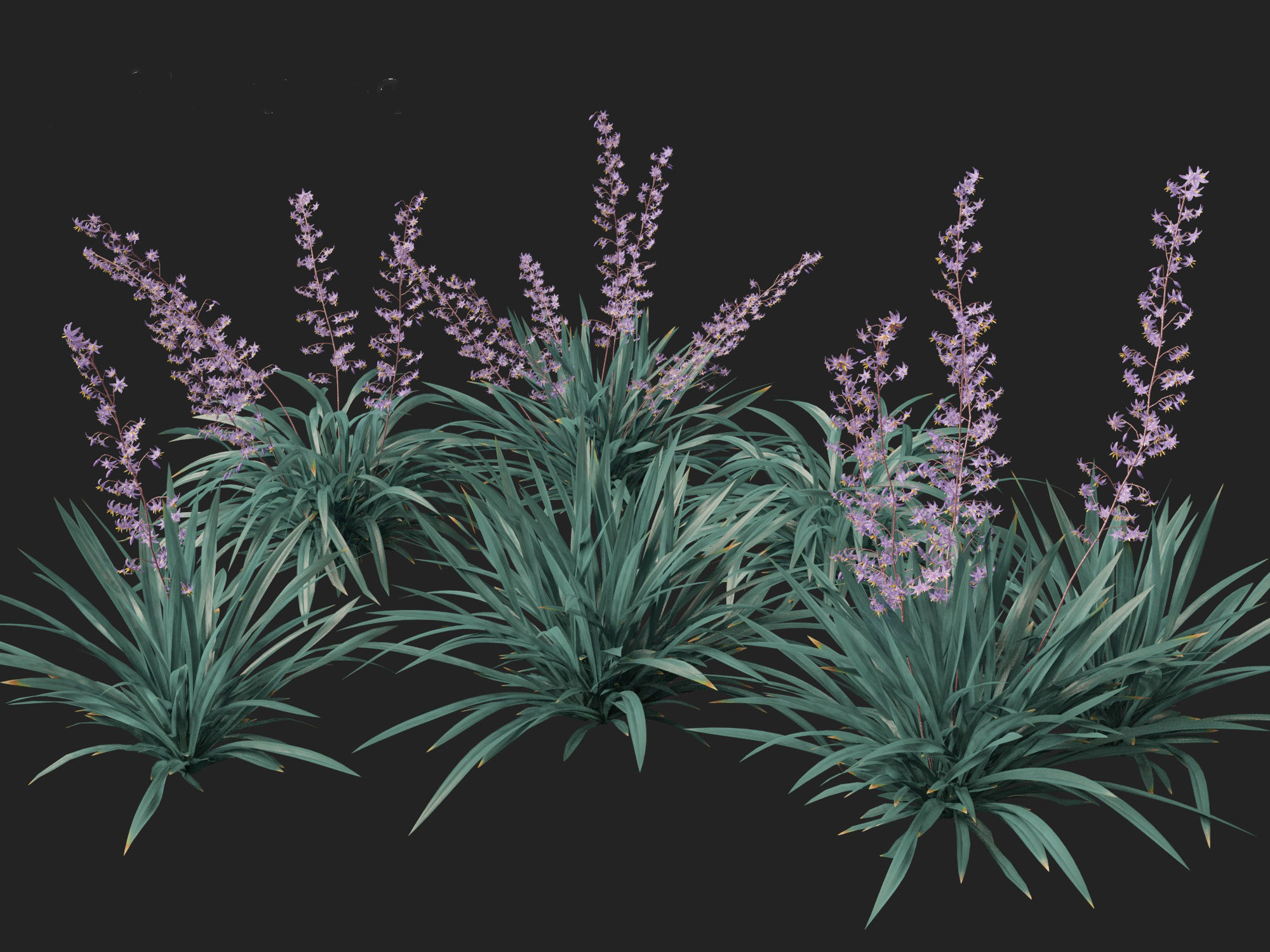 Dianella caerulea - Flax Lily  3D model_8