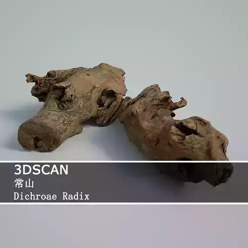 3DSCAN-Traditional Chinese Medicine-Dichroae Radix Low-poly 3D model