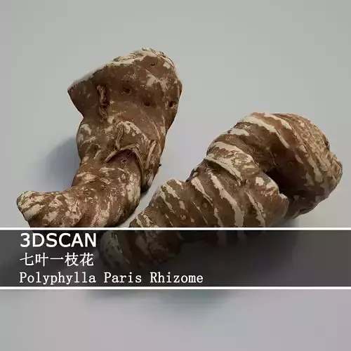 3DSCAN-Traditional Chinese Medicine-Polyphylla Paris Rhizome Low-poly 3D model