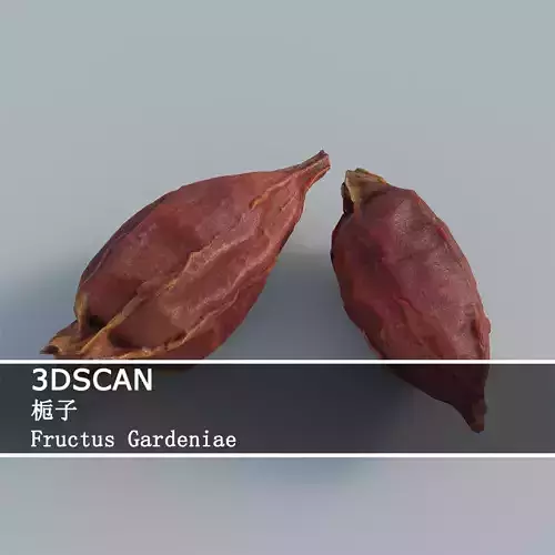 3DSCAN-Traditional Chinese Medicine-Fructus Gardeniae Low-poly 3D model