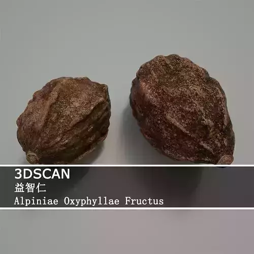 3DSCAN-Traditional Chinese Medicine-Alpiniae Oxyphyllae Fructus Low-poly 3D model