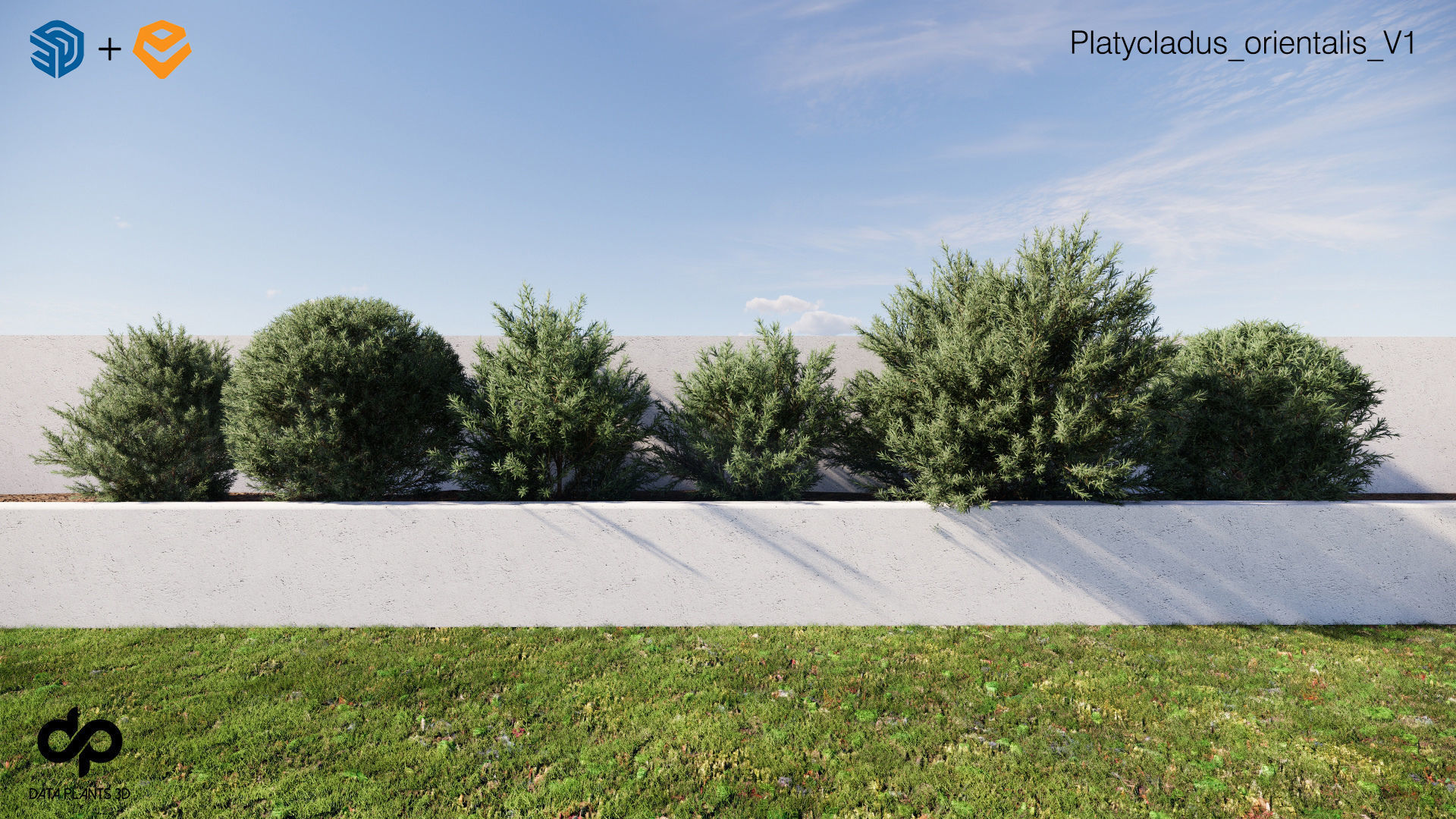 Platycladus orientalis 3D model - Enscape asset 3D model_2