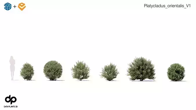 Platycladus orientalis 3D model - Enscape asset 3D model