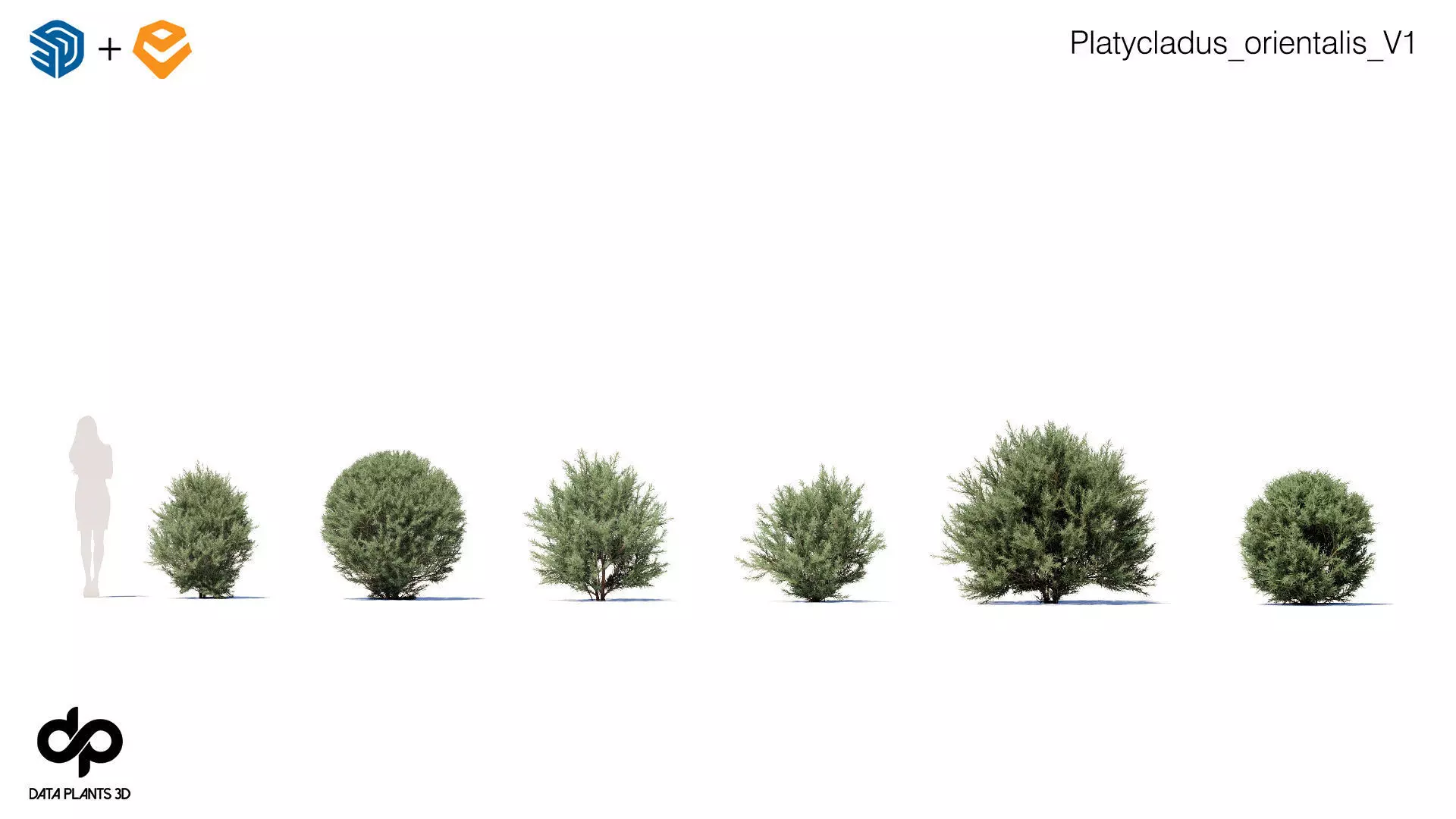 Platycladus orientalis 3D model - Enscape asset 3D model_0