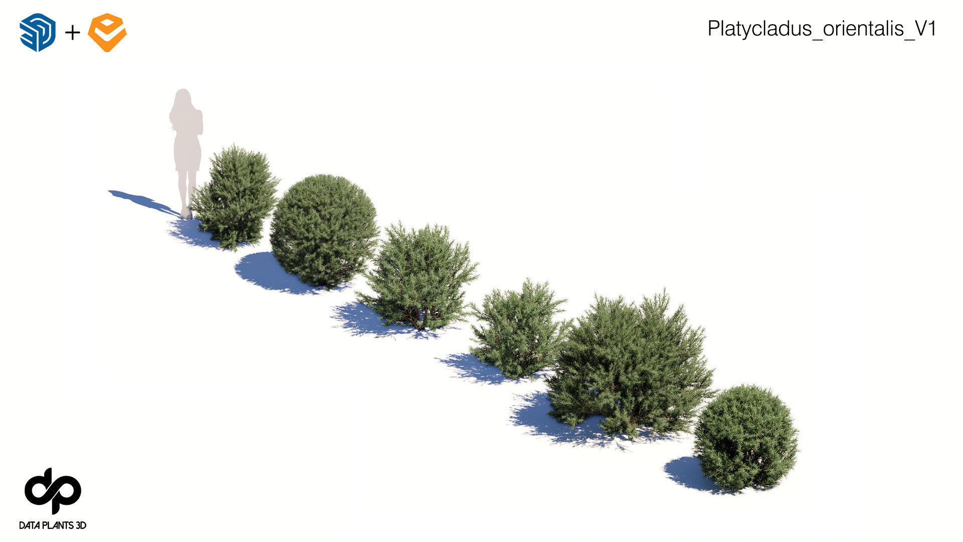 Platycladus orientalis 3D model - Enscape asset 3D model_1