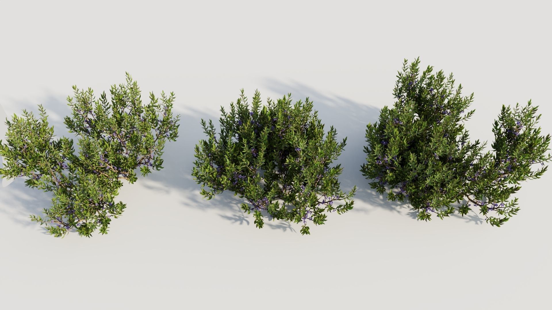 Myrica cerifera a 3D model_2