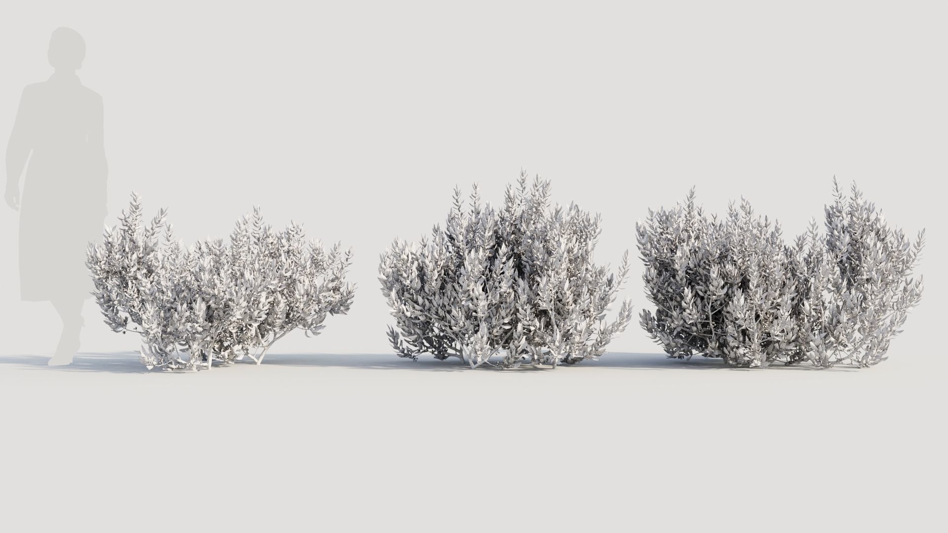 Myrica cerifera a 3D model_8