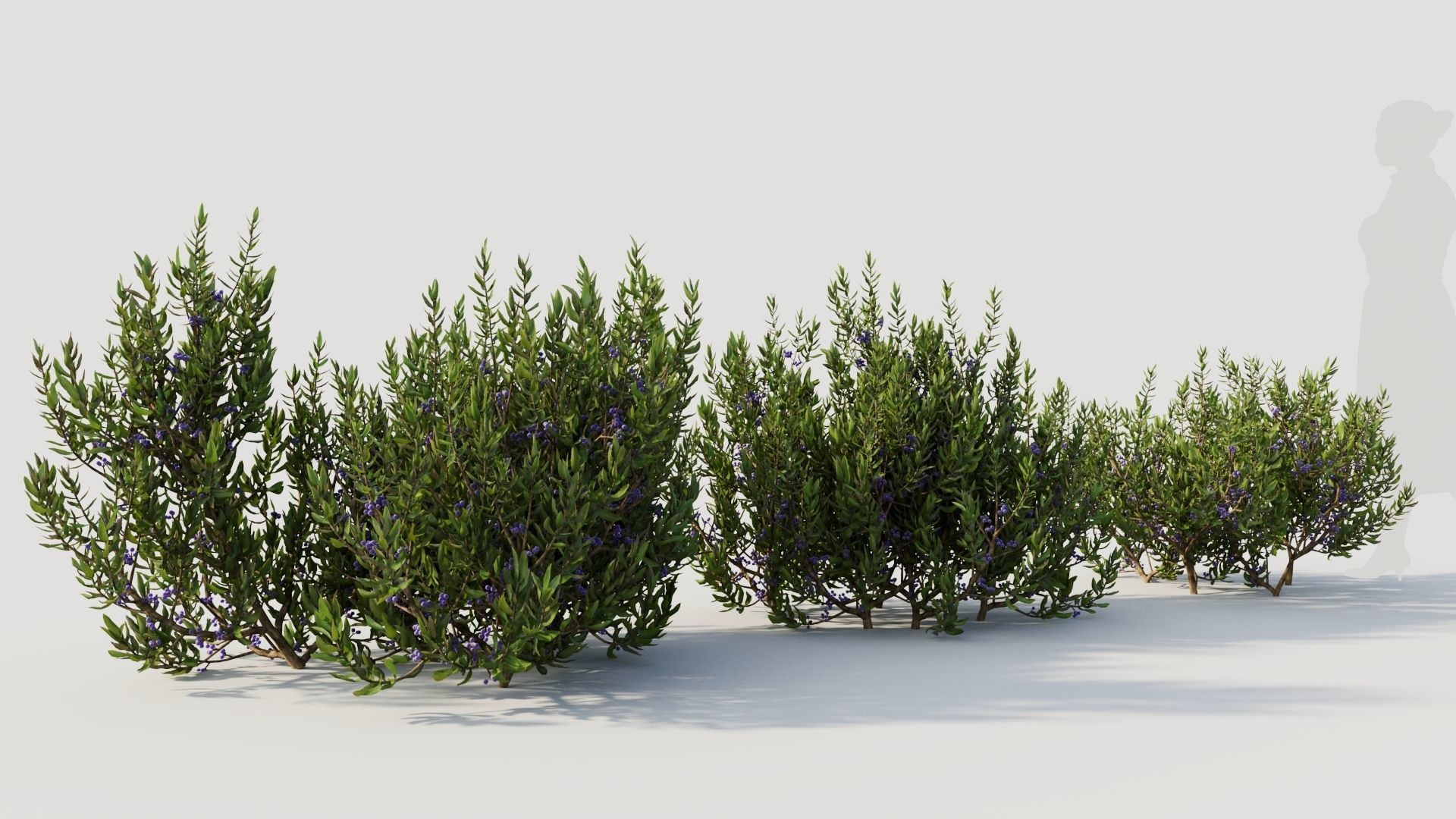 Myrica cerifera a 3D model_4