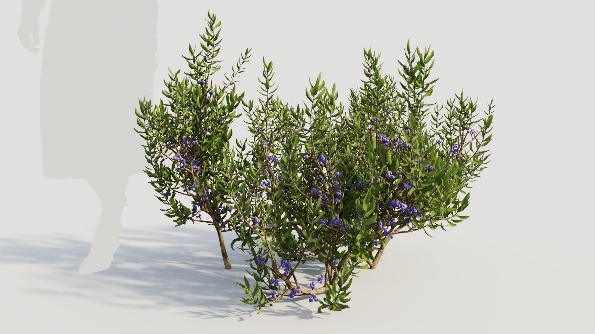 Myrica cerifera a 3D model_5