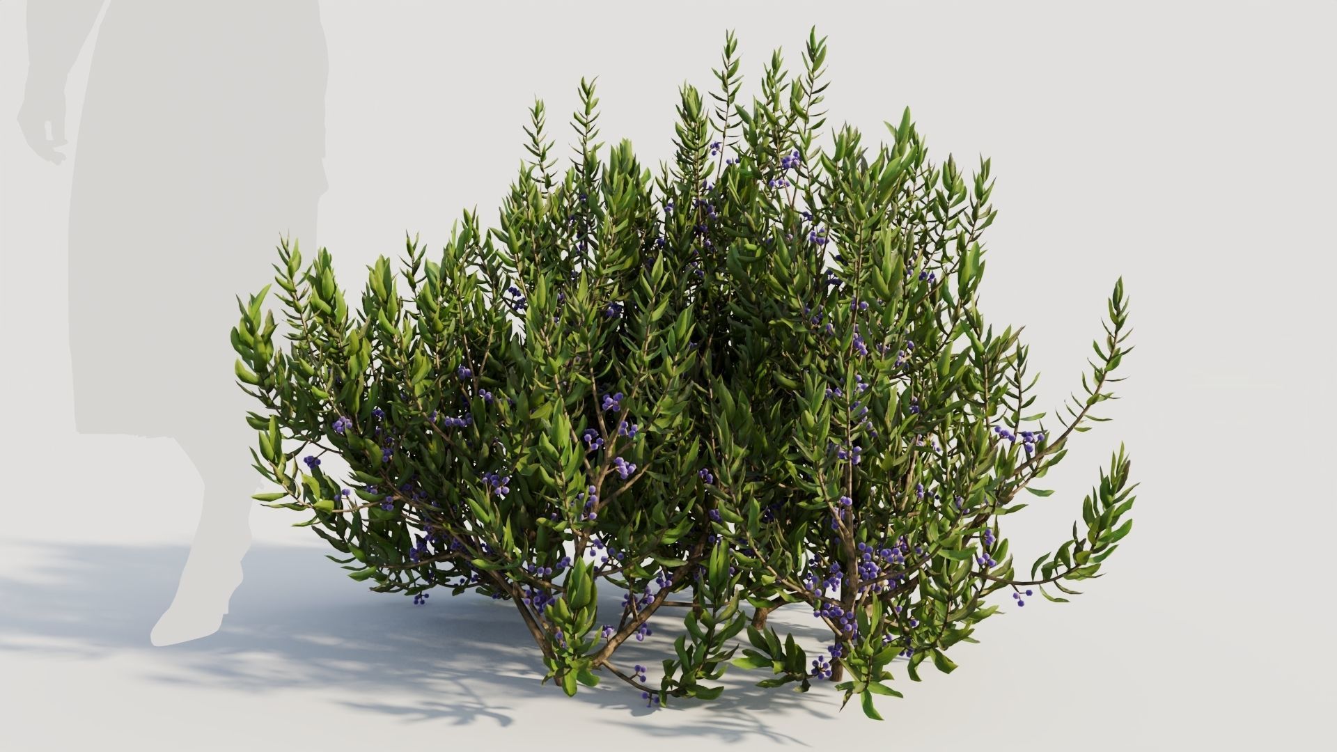 Myrica cerifera a 3D model_6