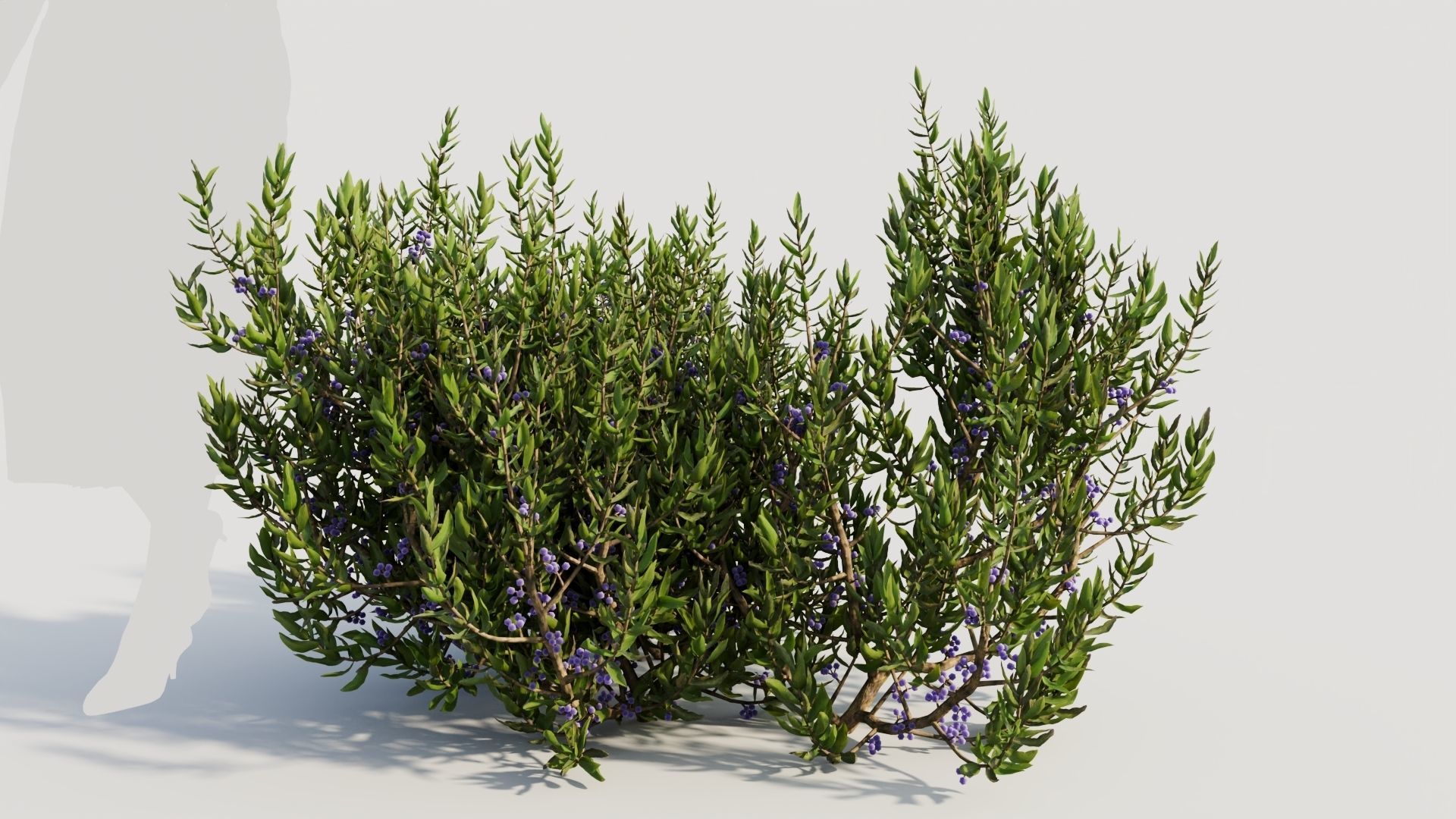 Myrica cerifera a 3D model_7