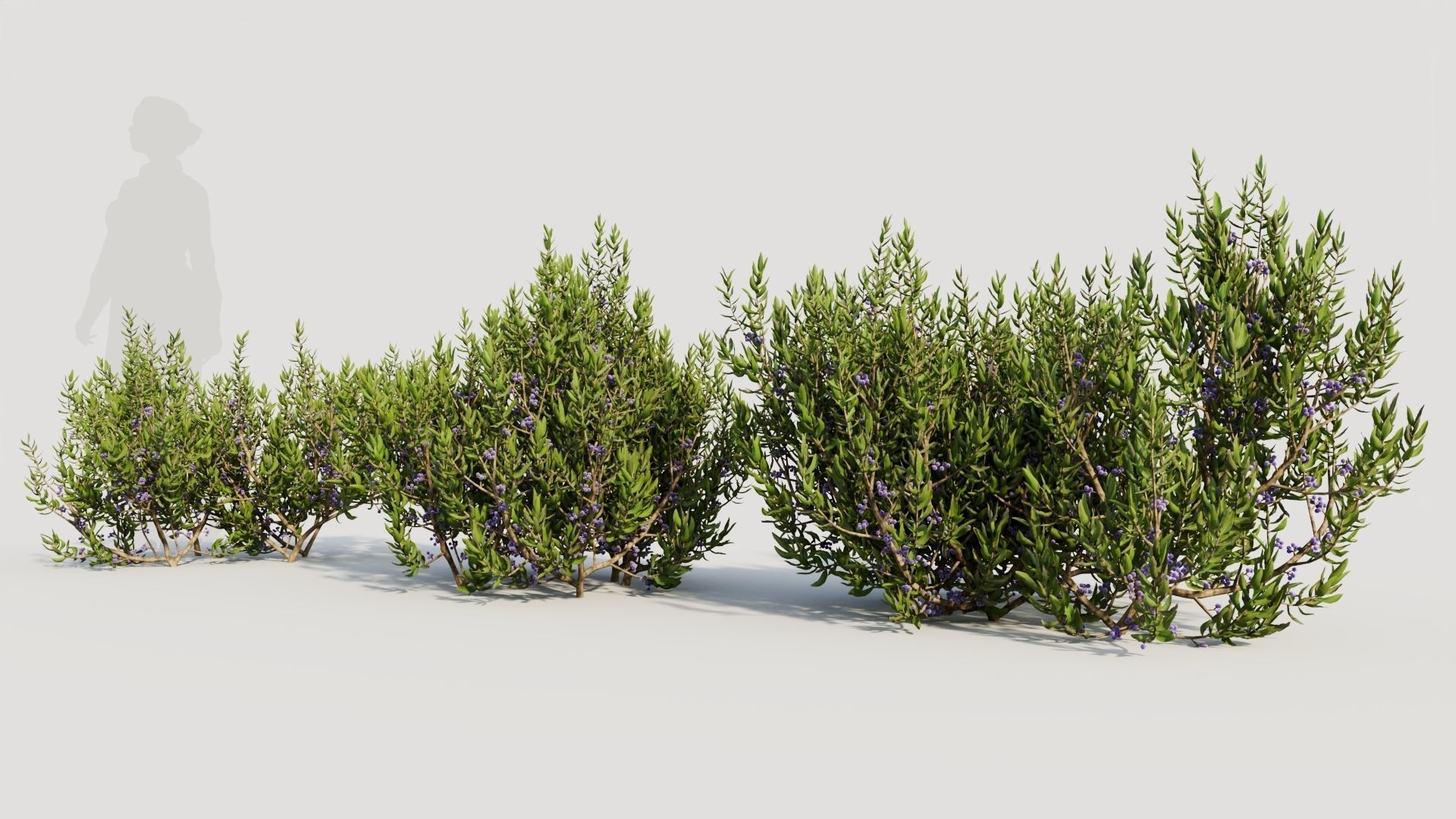Myrica cerifera a 3D model_1