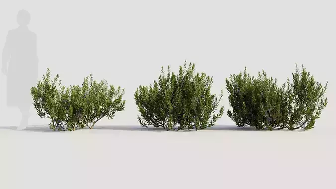Myrica cerifera a 3D model