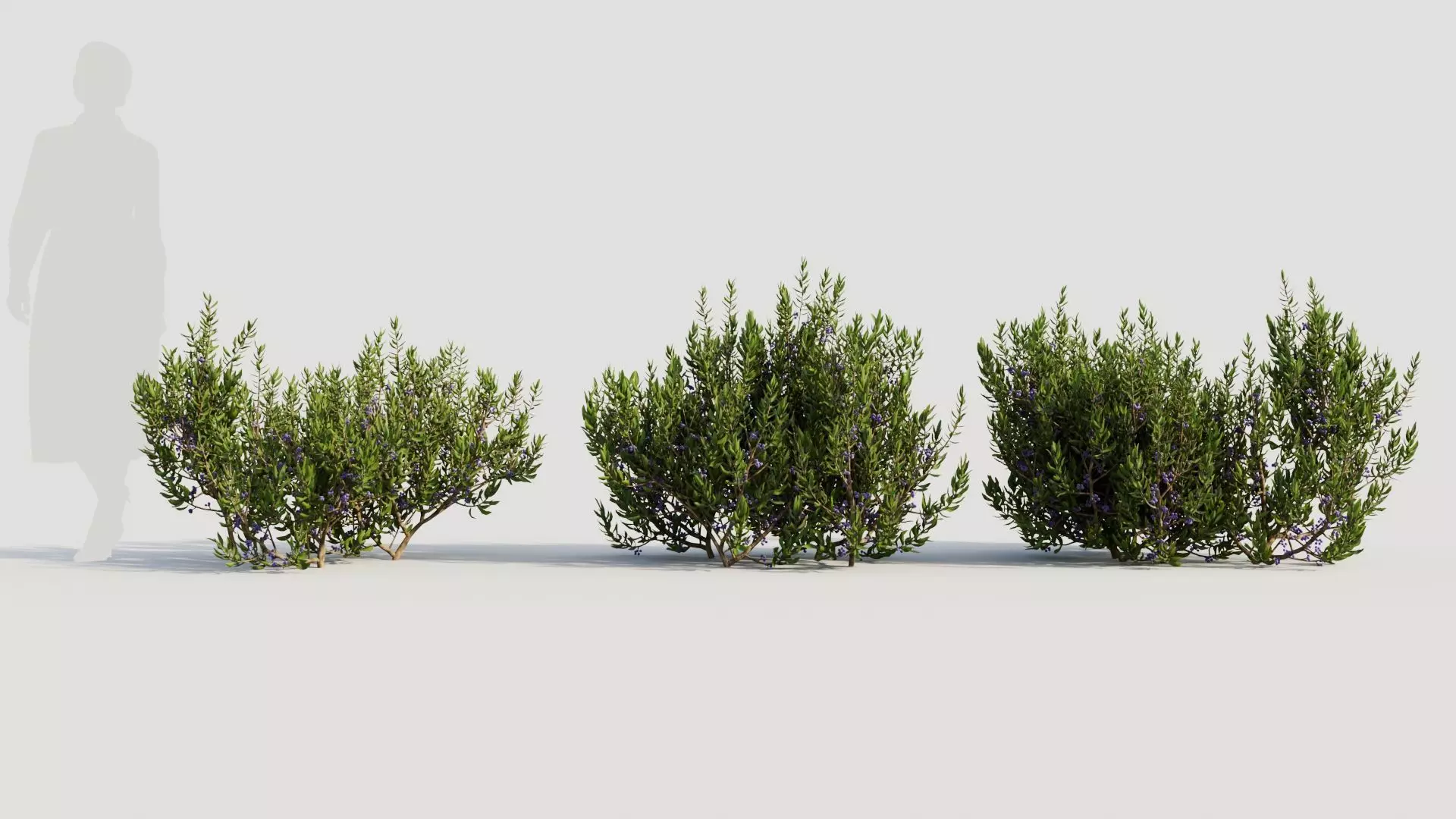 Myrica cerifera a 3D model_0