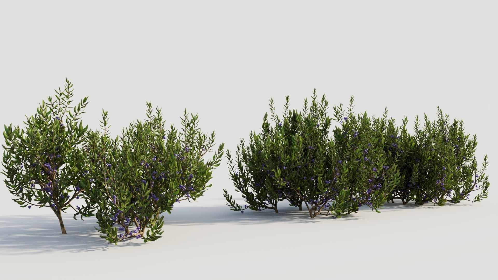 Myrica cerifera a 3D model_3