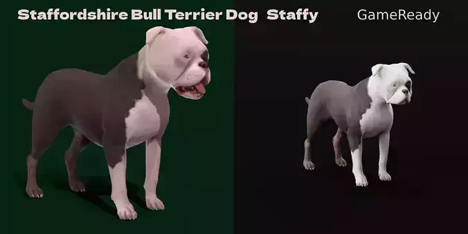 Staffordshire Bull Terrier Dog