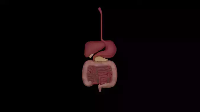 Low Poly Digestive System