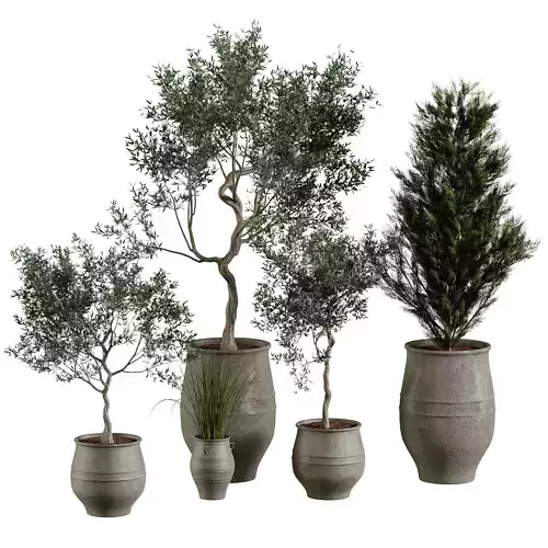 Collections of plants in pots 3D model