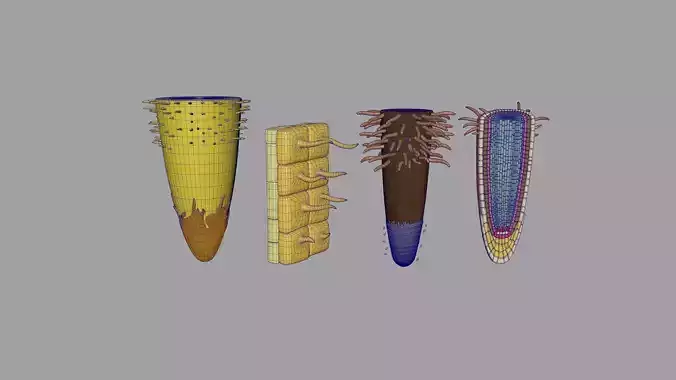 Root Hair Cell 3D model
