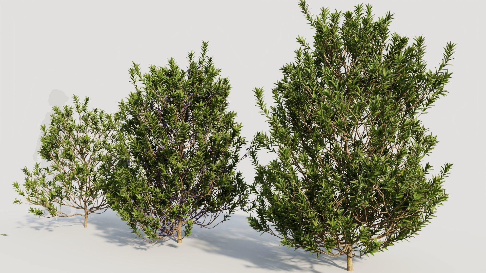 Myrica cerifera b 3D model_1