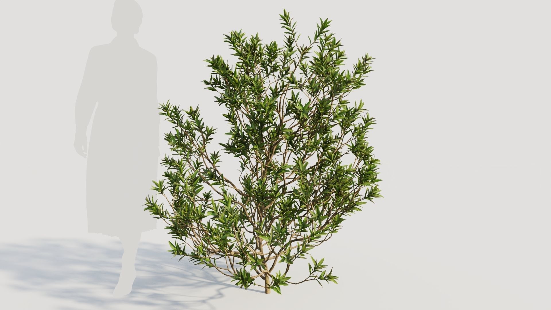 Myrica cerifera b 3D model_5