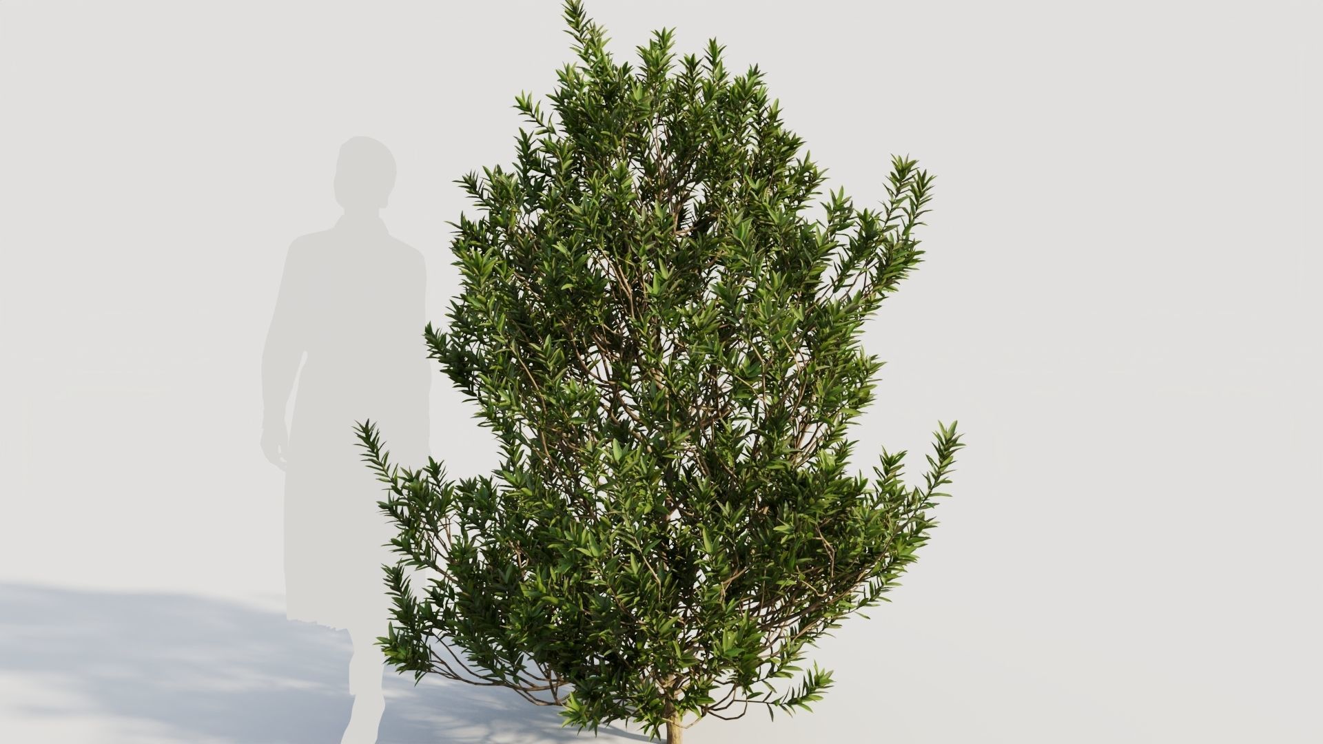 Myrica cerifera b 3D model_7