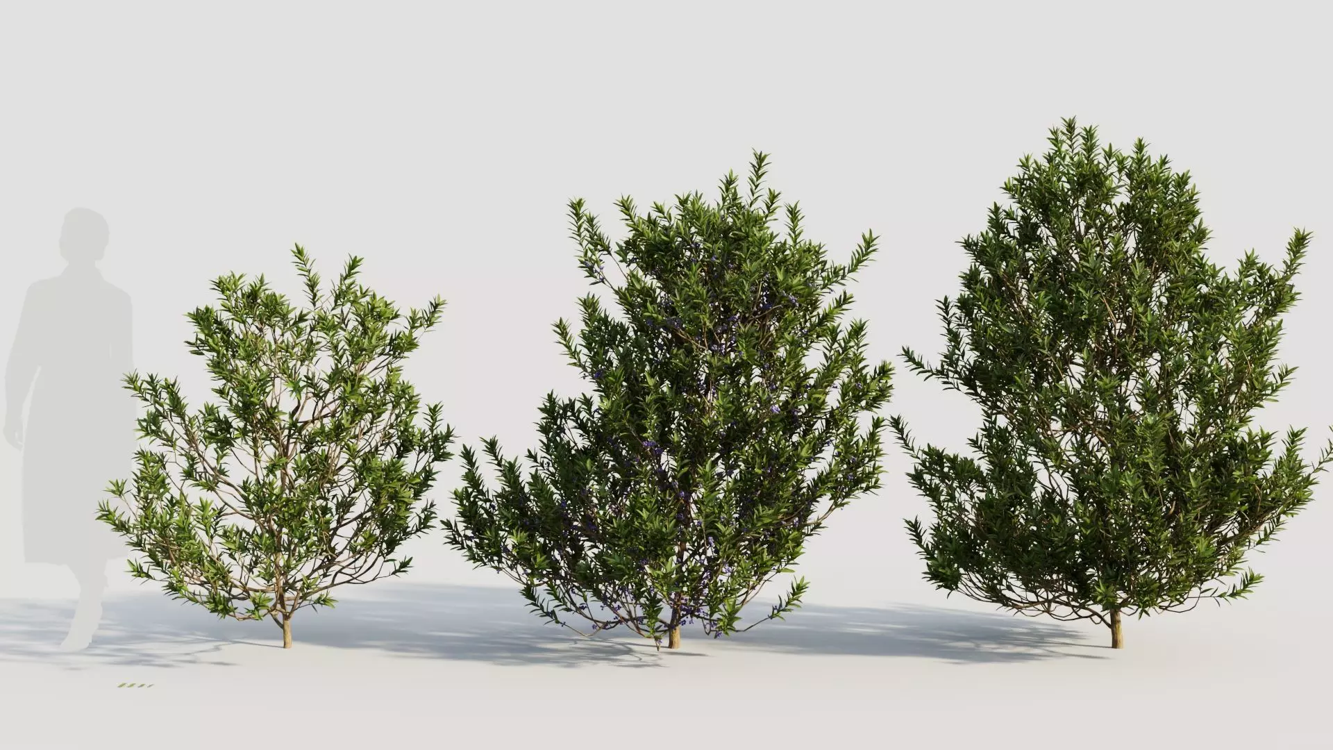 Myrica cerifera b 3D model_0