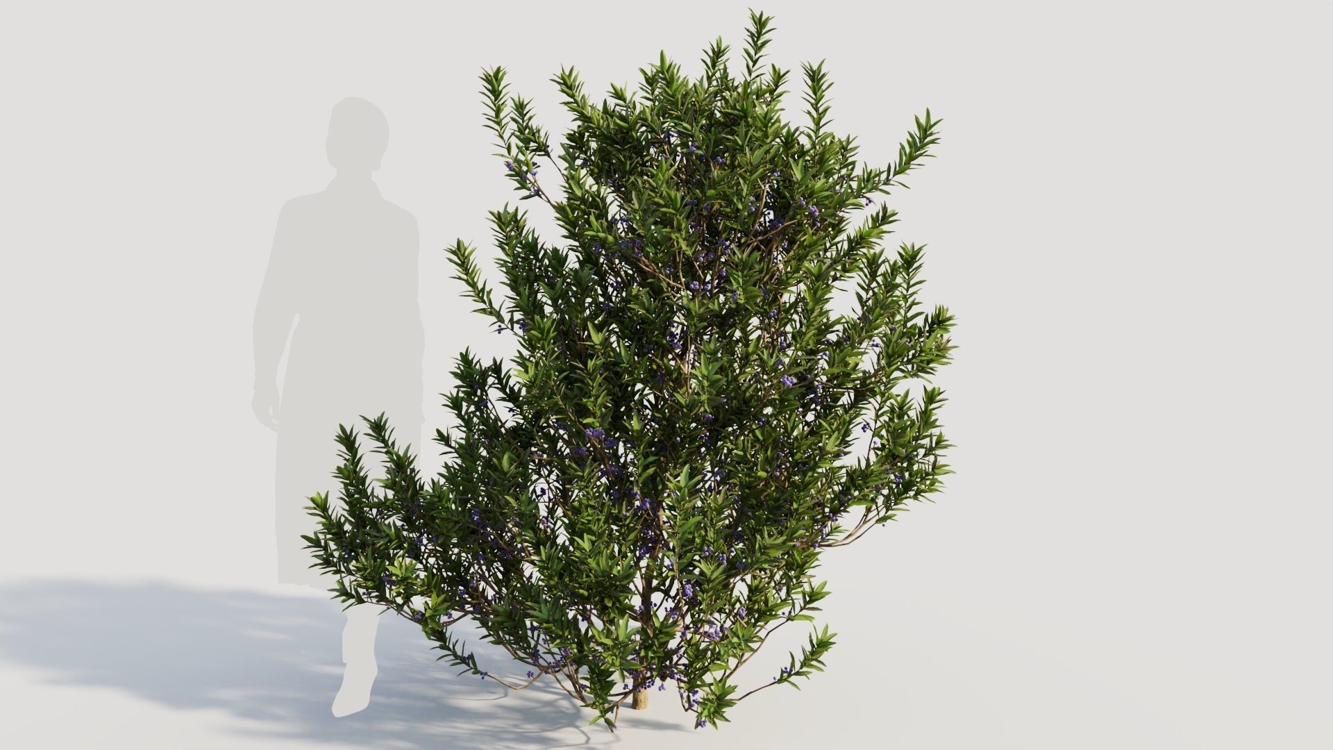 Myrica cerifera b 3D model_6