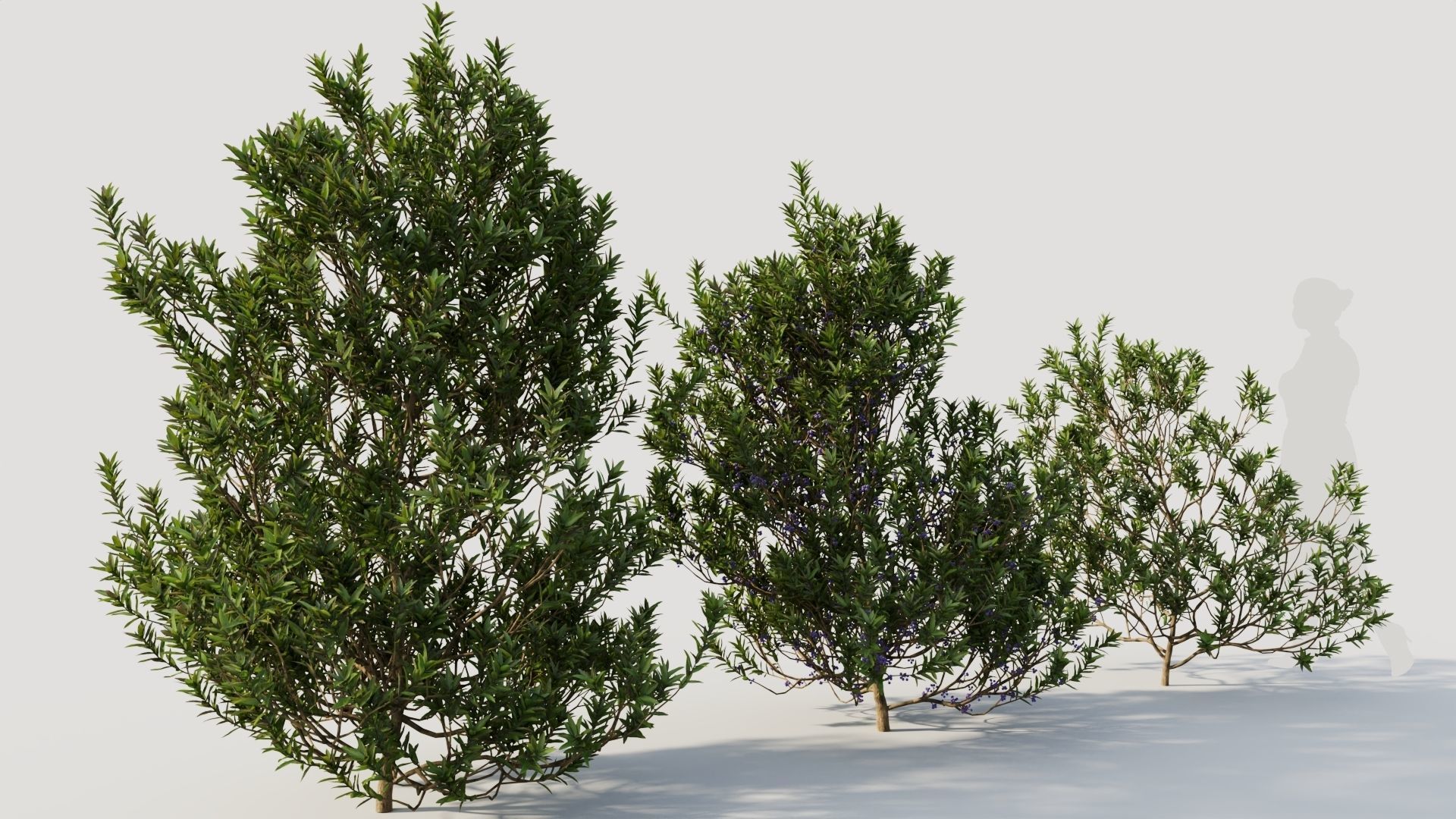 Myrica cerifera b 3D model_4