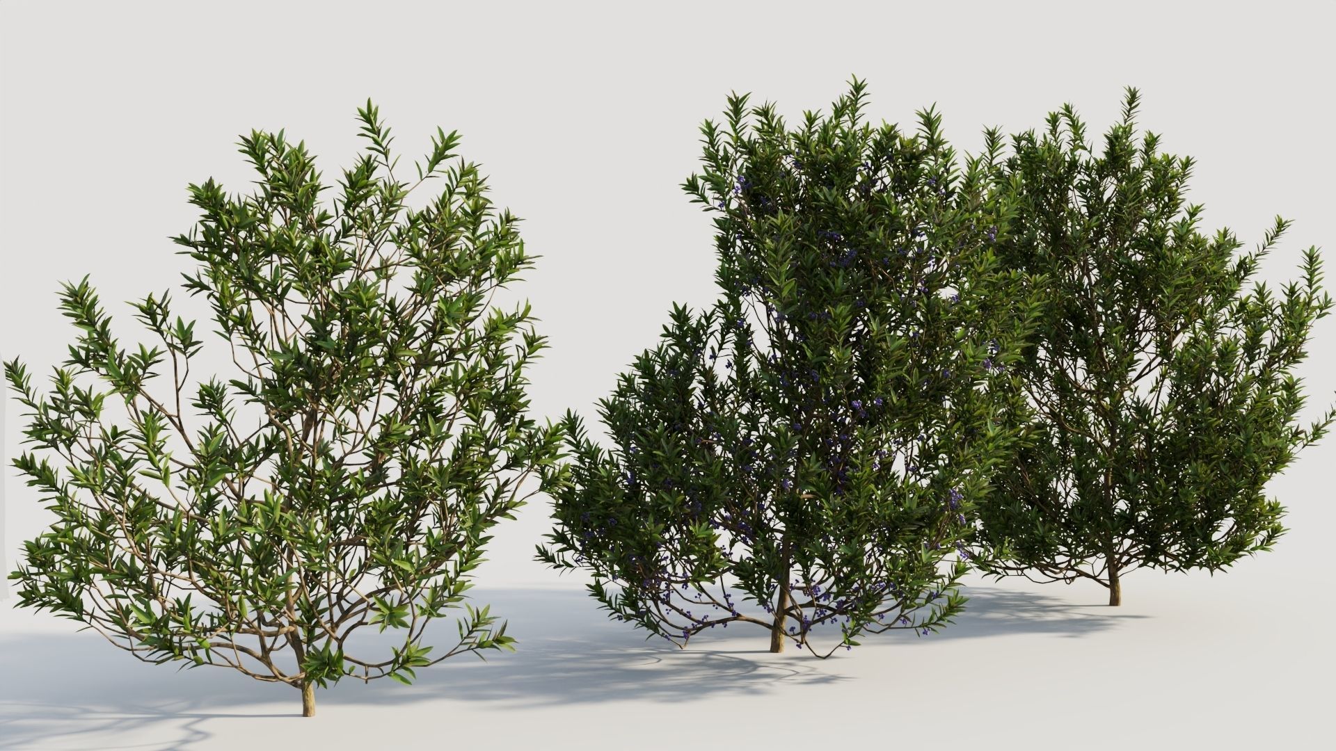 Myrica cerifera b 3D model_3