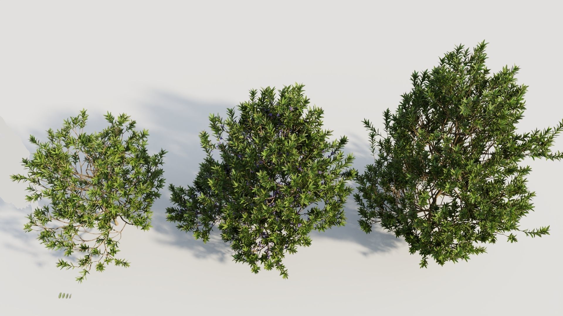 Myrica cerifera b 3D model_2