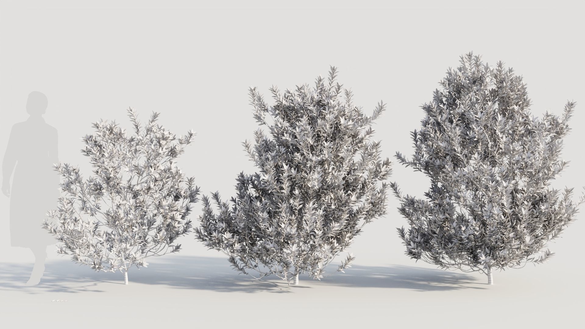 Myrica cerifera b 3D model_8